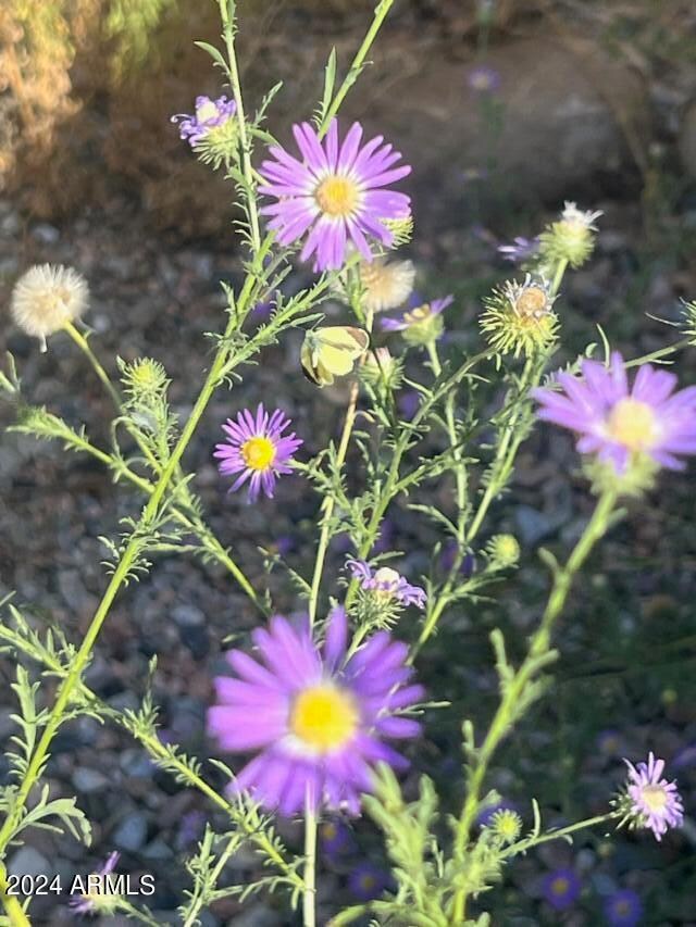 5134 Galileo Dr, Sierra Vista, AZ 85635 - photo 5