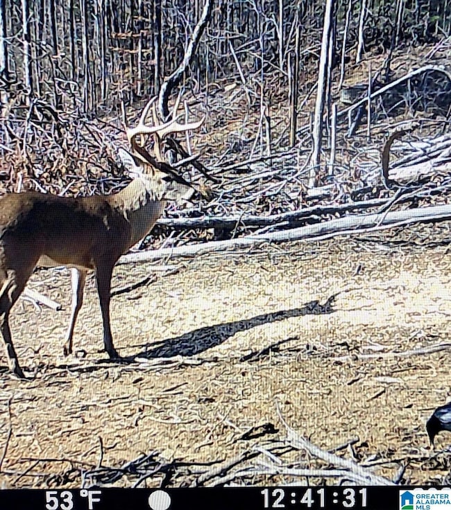 2011 Mccay Dr, Morris, AL 35116 - photo 2