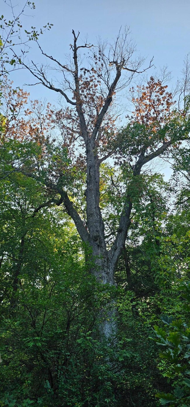 TBD Village Rd, City of Rushford Village, MN 55971 - photo 3