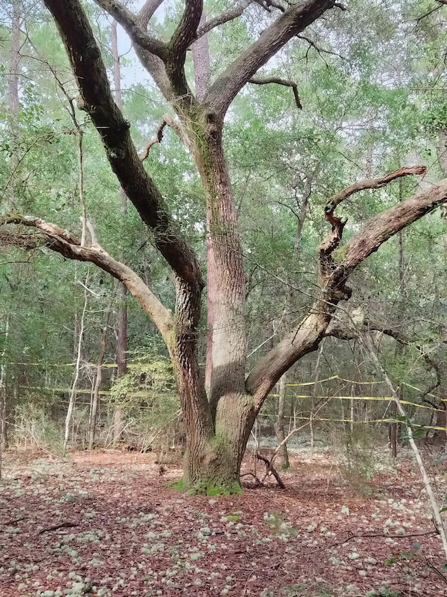 4.77 Acres Waldo Rd, Crestview, FL 32539 - photo 2