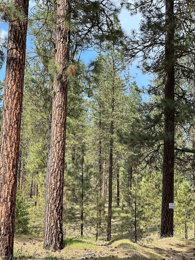 xxx Junco Way, Kettle Falls, WA 99141 - photo 2