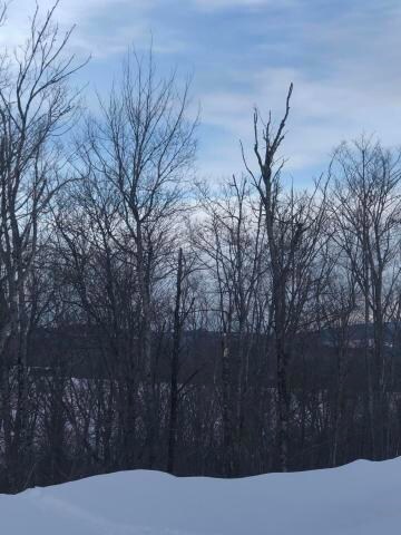 Lake trees