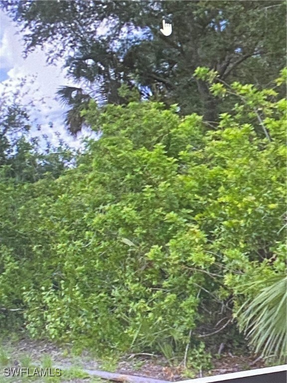 View of local wilderness