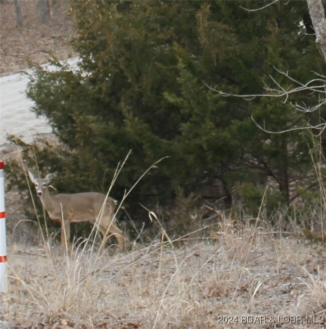An abundance of wildlife