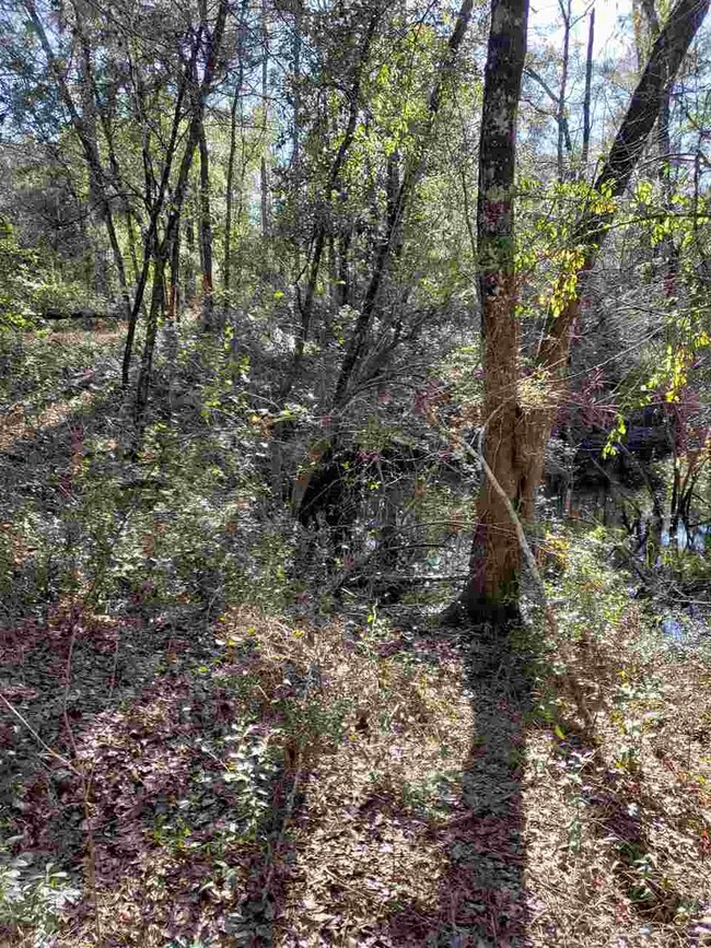 0 Decey Wallace Ln unit 301709, Crawfordville, FL 32327 - photo 5