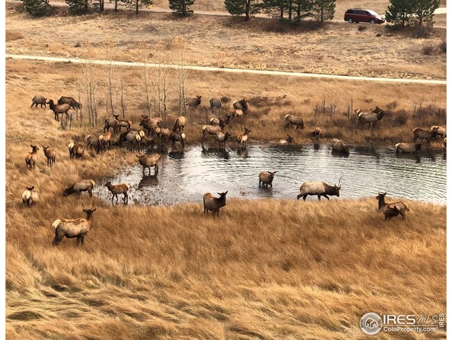 Elk in the Pond