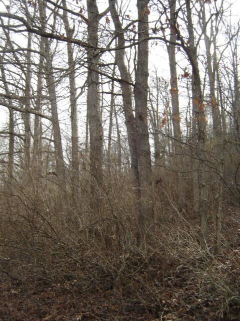 Mature trees