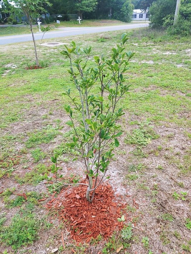 902 NW Avenue F, Carrabelle, FL 32322 - photo 4