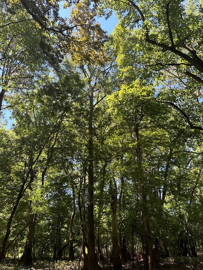 219 Chestnut Dr, Eastman, GA 31023 - photo 4