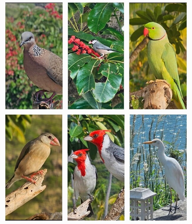 Frequent visitors and a beautiful sanctuary.