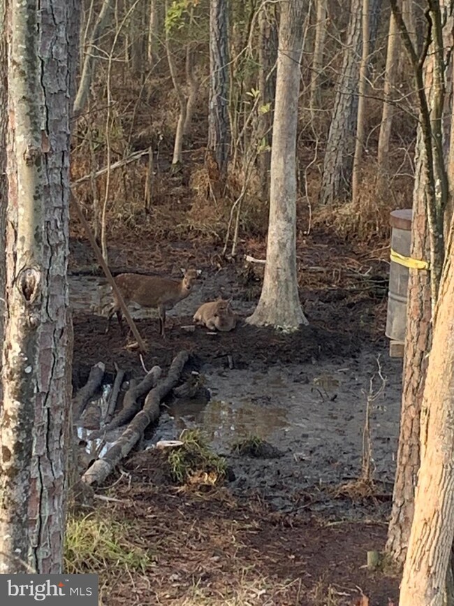 0 Callaway Wharf Rd, Galestown, MD 19973 - photo 6