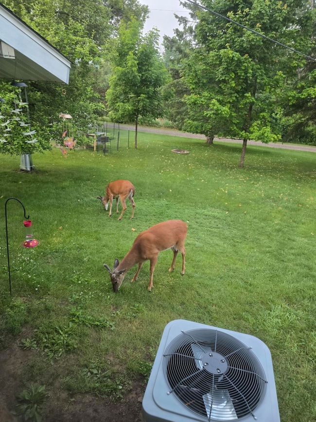 Home Pic - Back - Deer