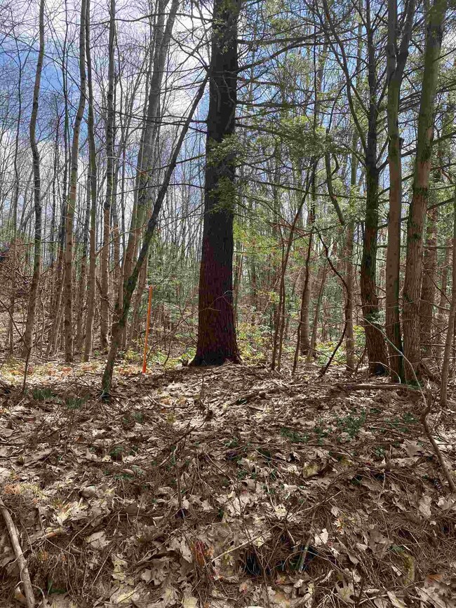 46 Fullam Pond Rd, Winchester, NH 03470 - photo 3