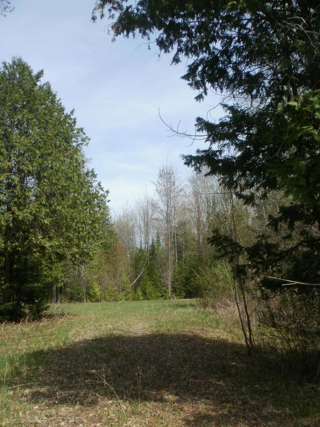 Mature Trees