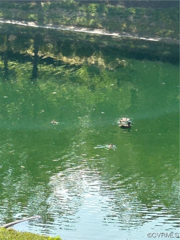 It's a family affair. Watch the geese, blue heron