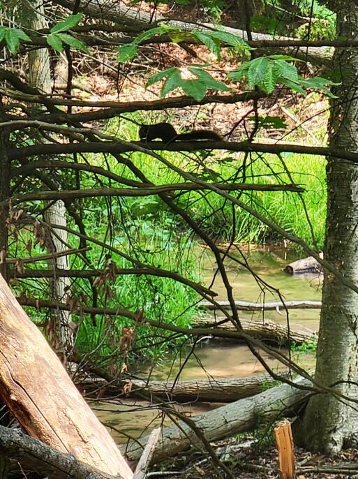 Creek