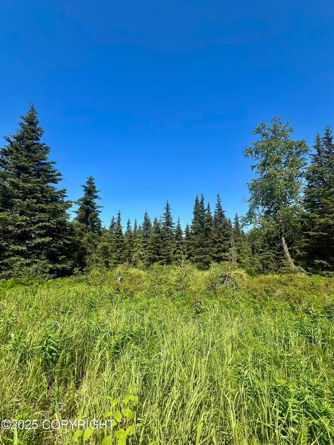 Mixture of sparse spruce and open field