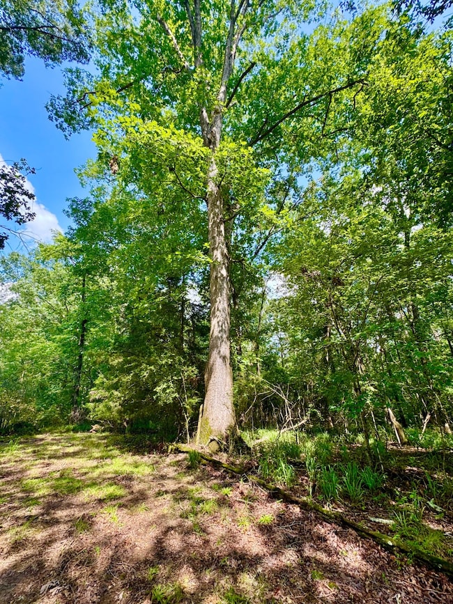 0 Bailey Rd, Double Springs, AL 35553 - photo 3