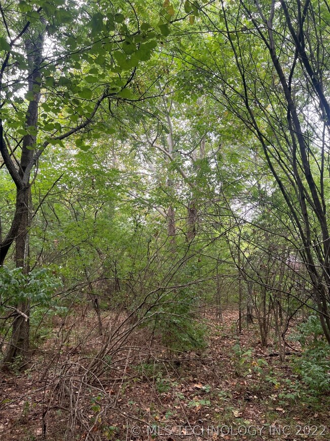 Lots of mature shade trees
