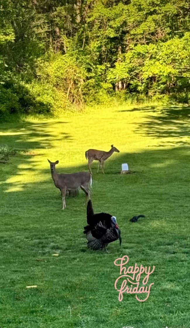 Wildlife