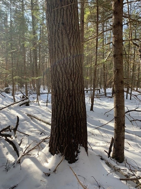 LOT 4 Lyman Rd, Lyman, NH 03585 - photo 6