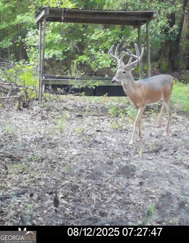 0 Abbeville Hwy, Pineview, GA 31071 - photo 4