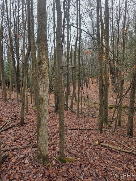 0 Beech Tree Rd unit B1653186, Ashford, NY 14141 - photo 6