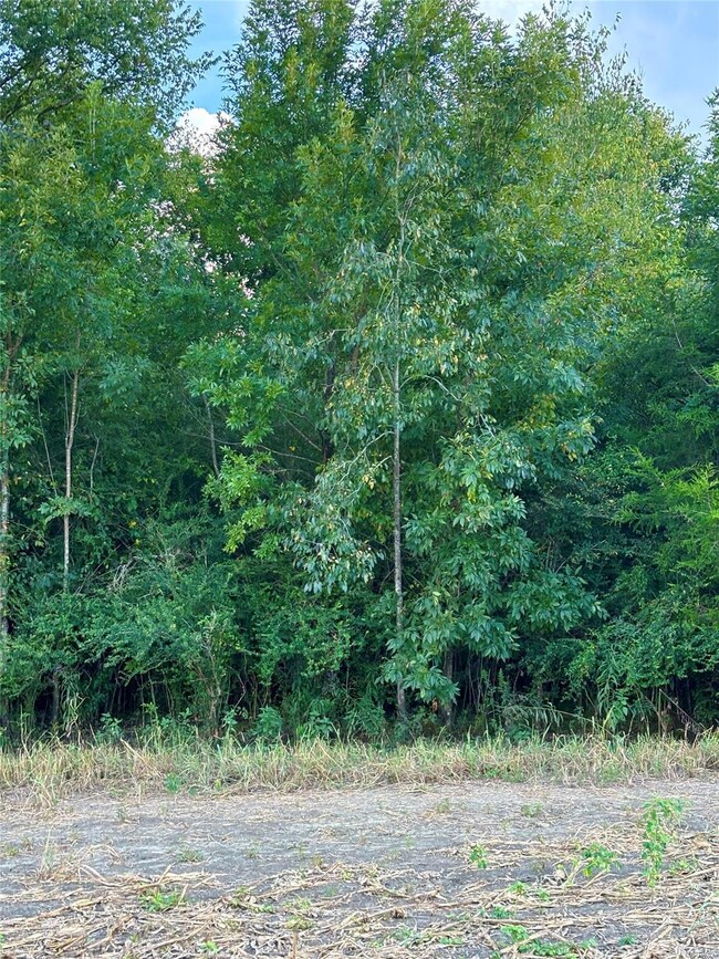 Duck pond area