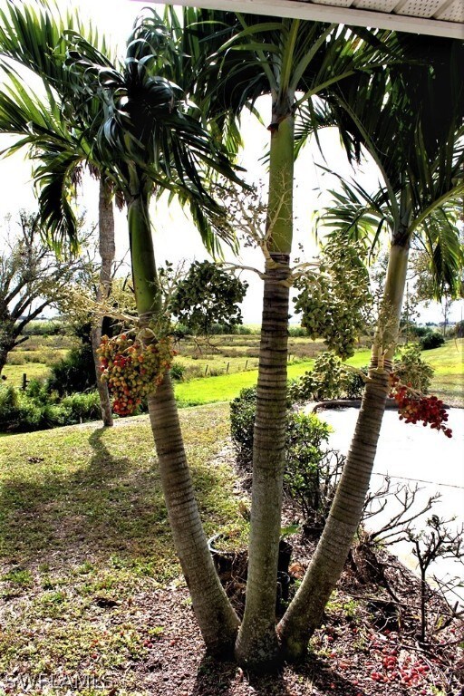 CHRISTMAS PALM at your Front Entrance