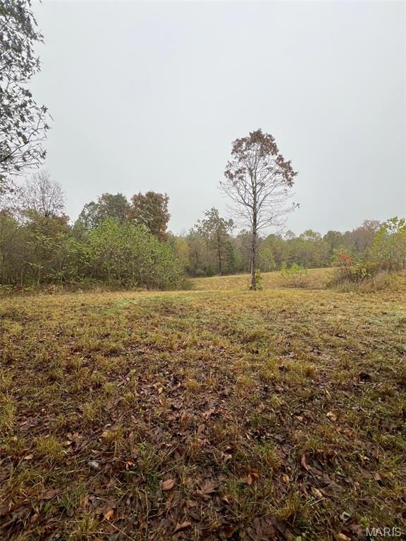 View of tree filled area
