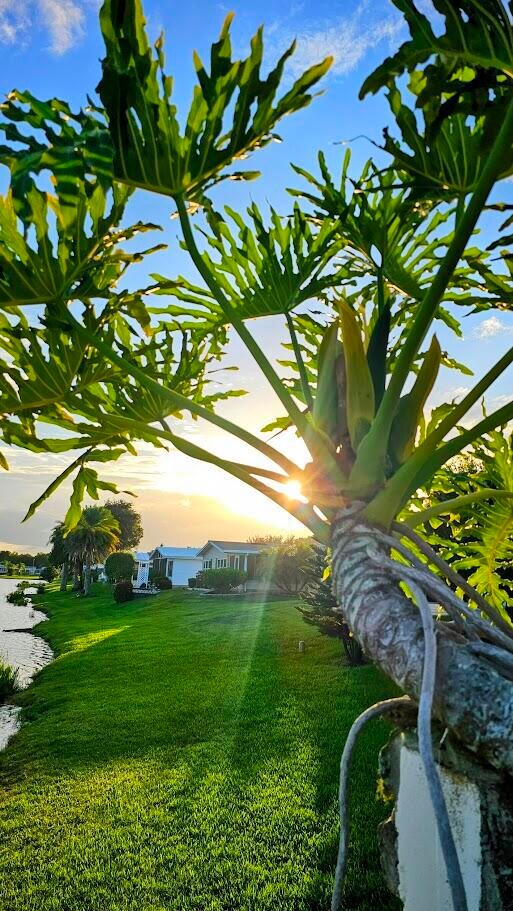 Florida Foilage