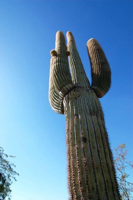 4 Mature Saguaro