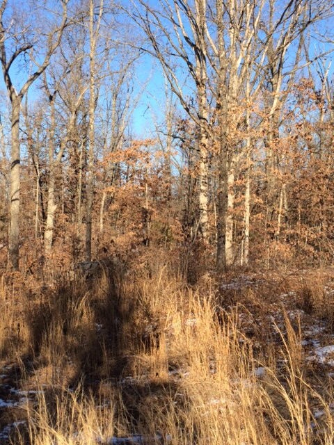 Woods 3