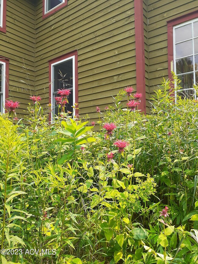 Bee Balm