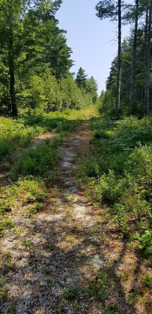 Hales woods 8