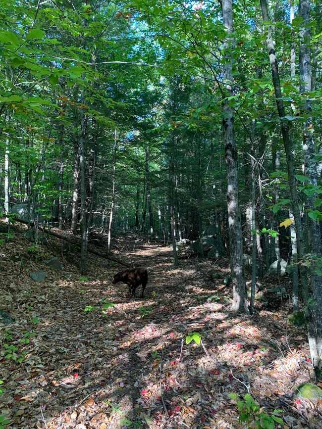 653 Sweden Rd, Bridgton, ME 04009 - photo 3