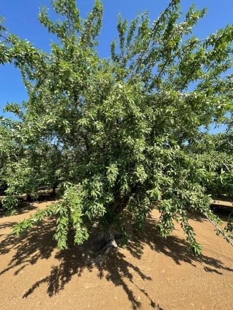 100-ac Draper Rd, Newman, CA 95360 - photo 5