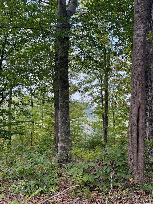 80 Paradise Aly, Russell Springs, KY 42642 - photo 3