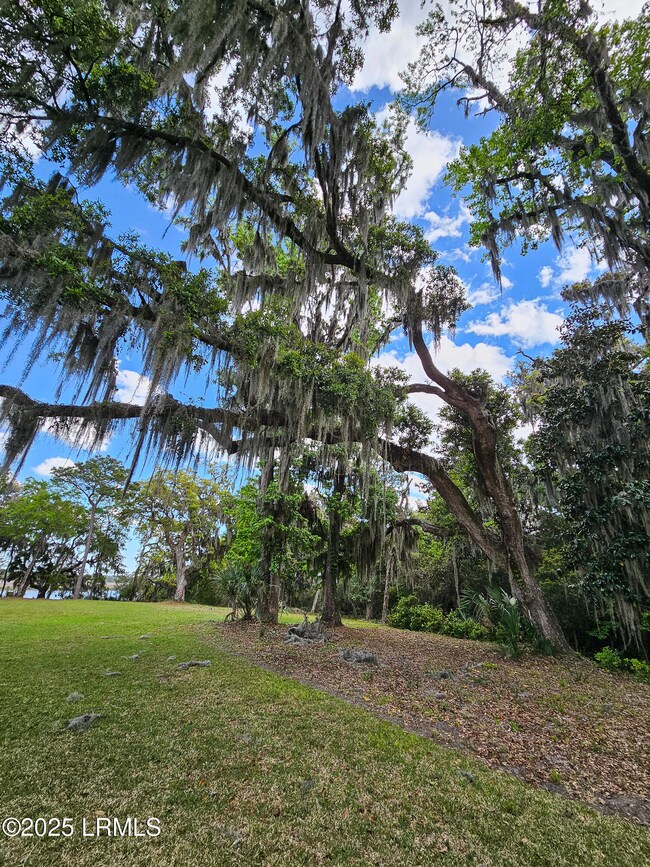 Lovely Trees