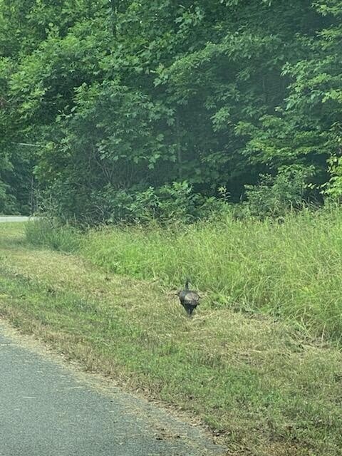 0 Teludachee Trail unit RTC2720903, South Pittsburg, TN 37380 - photo 5