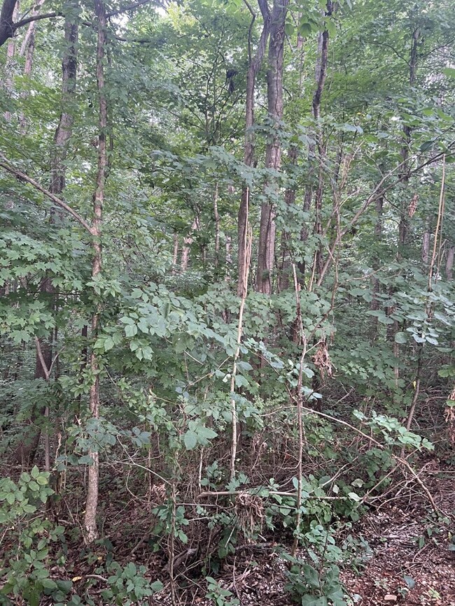 00 Audrey Ln, Byrdstown, TN 38549 - photo 7