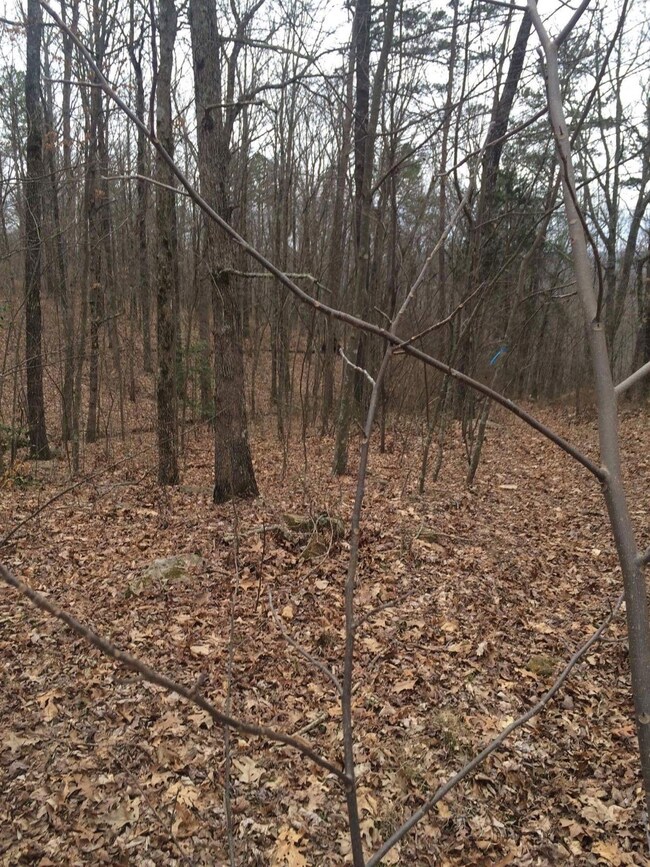 Bobcat Trail 07
