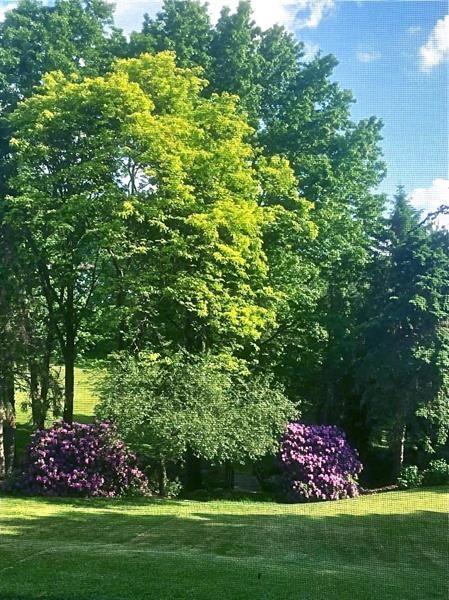 The owners captured this photo this past spring. T