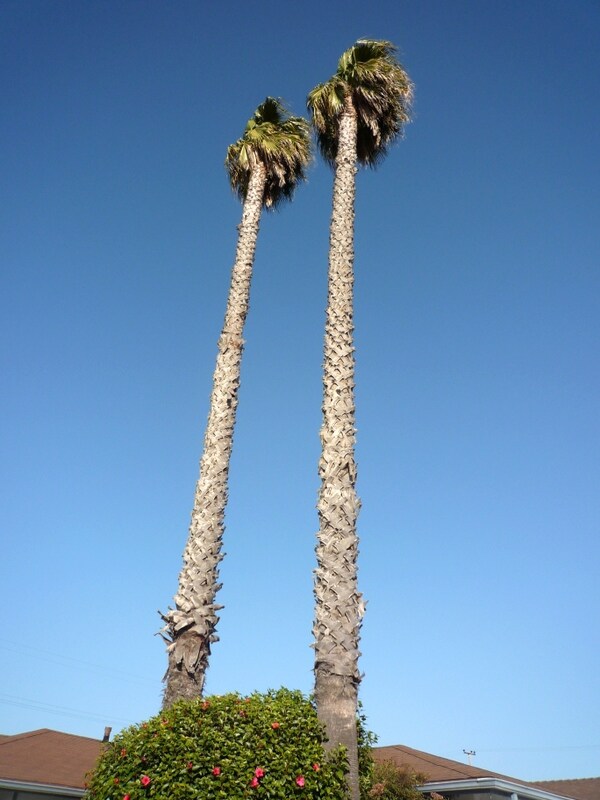 Welcoming Palm Trees