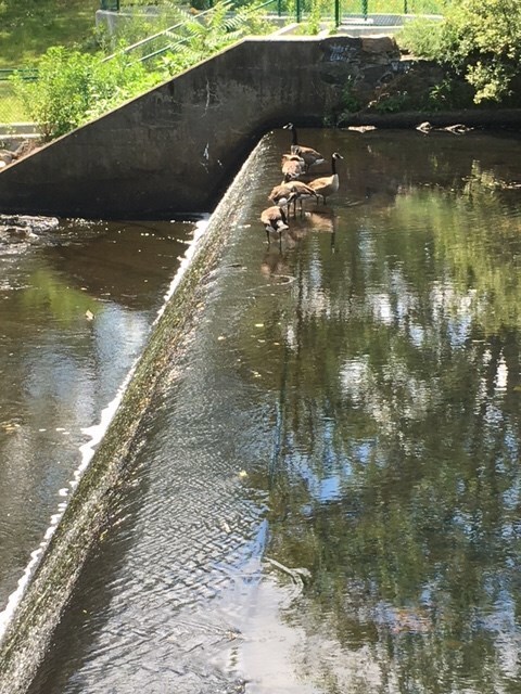 31 Devereux St unit 307, Providence, RI 02909 - photo 4