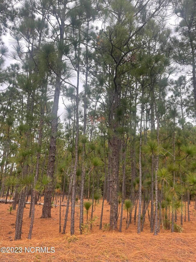 0 Boyd Lake unit 100412372, Hamlet, NC 28345 - photo 3