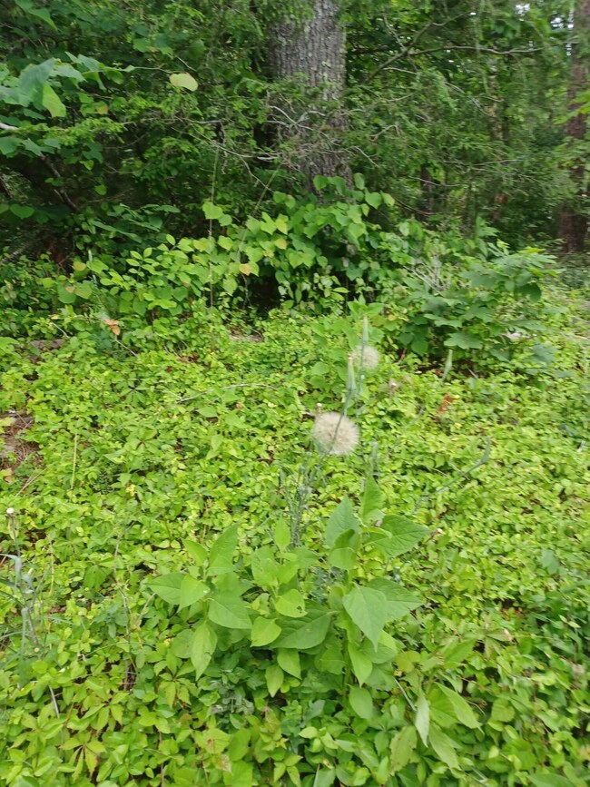 CRAIG CREEK 7