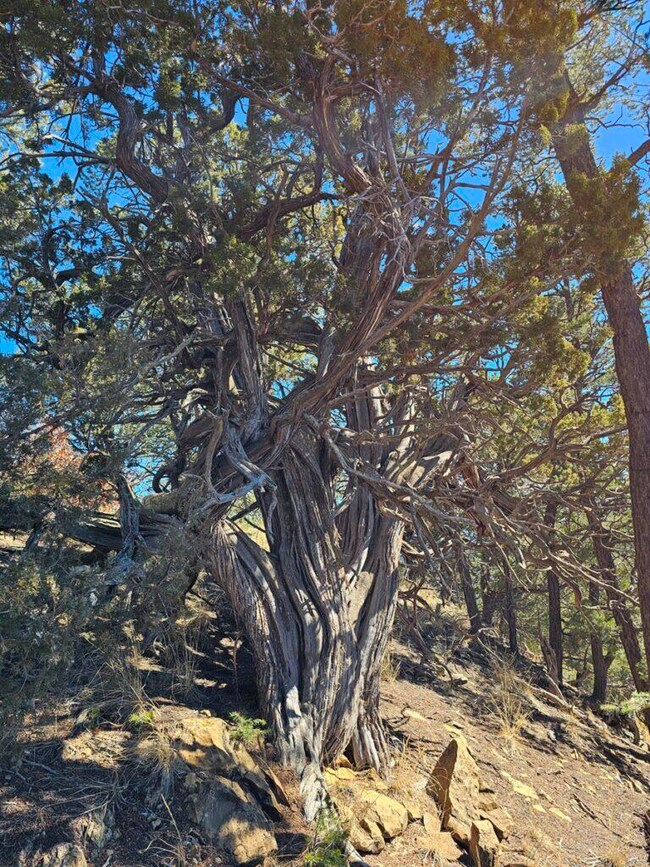 0 Elk Park Rd unit C44 24-408, Trinidad, CO 81082 - photo 3