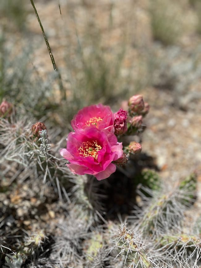 14180 High Mesa Loop unit 66, Duchesne, UT 84021 - photo 4