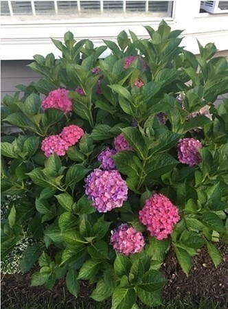 29 Gunwale Way, Yarmouth, MA 02675 - photo 6